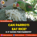 Can Parrots Eat Rice?