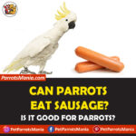 Can Parrots Eat Sausage?