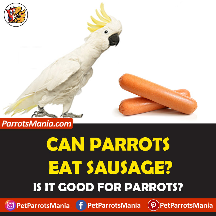 Parrots Eat Sausage
