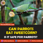 Can Parrots Eat Sweetcorn?