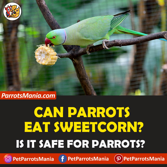 Parrots Eat Sweetcorn