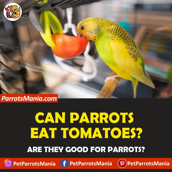 Parrots Eat Tomatoes