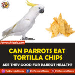 Can Parrots Eat Tortilla Chips? Are they Healthy for them?