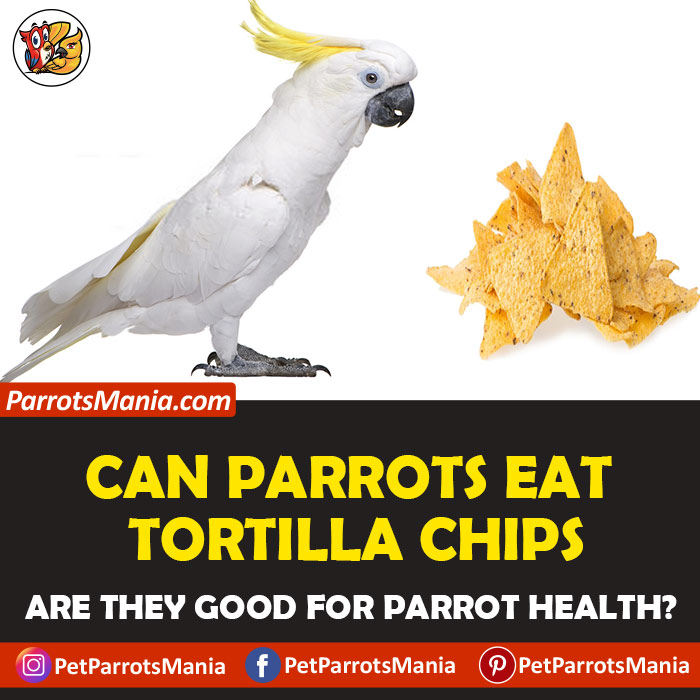 Parrots Eat Tortilla Chips