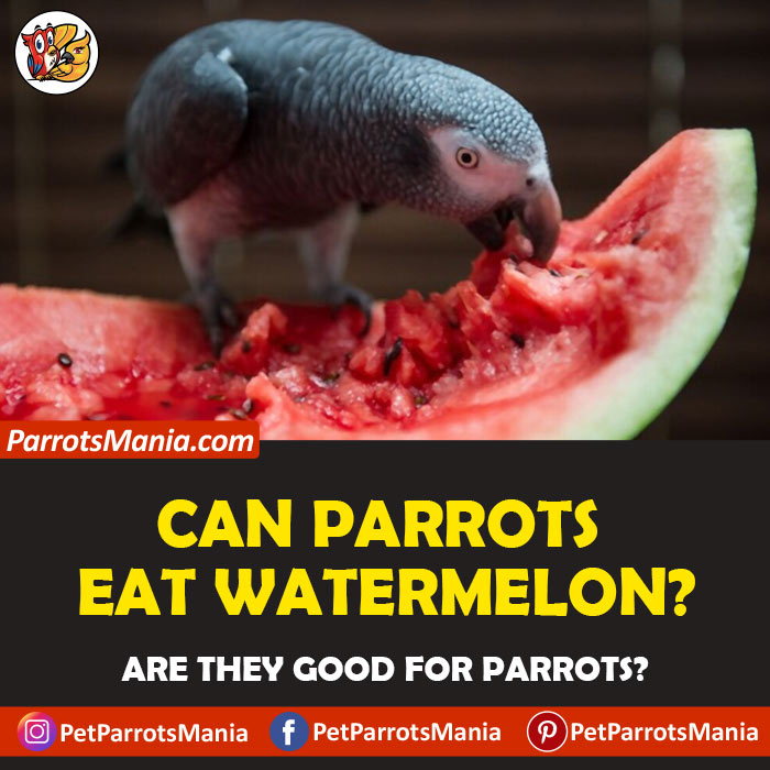 Parrots Eat Watermelon