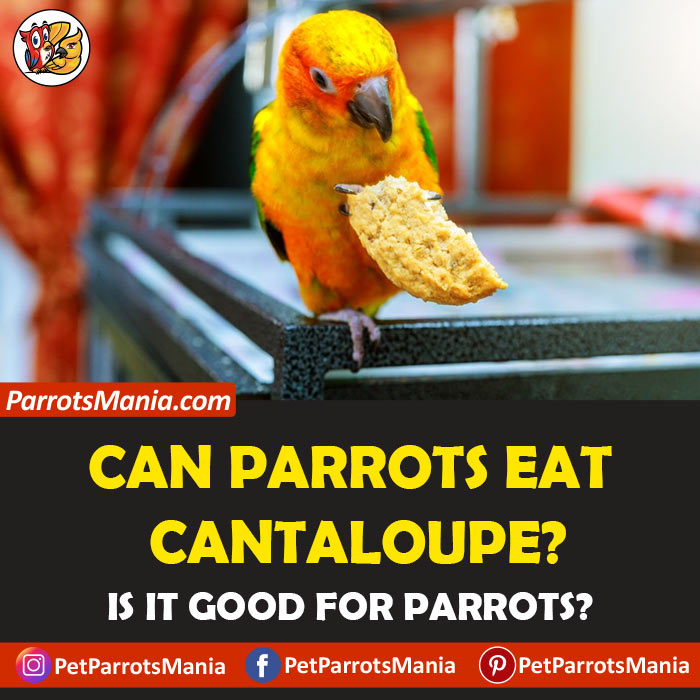 Parrots eat Cantaloupe