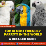 Top 10 Most Friendly Parrots In The World