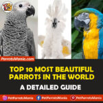 Top 10 Most Beautiful Parrots In the World