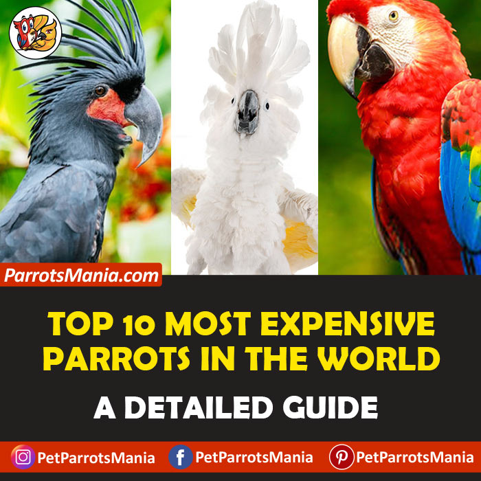 Top 10 Most Expensive Parrots In The World