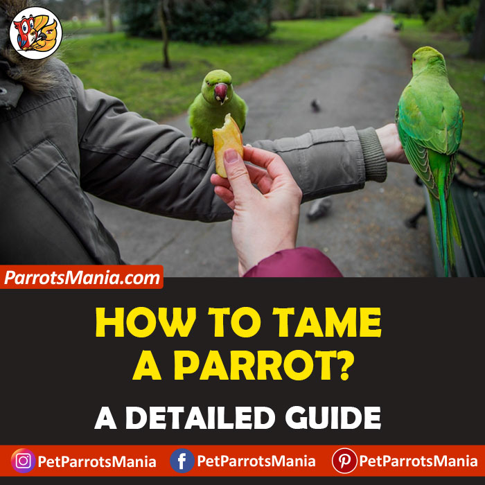 How To Tame A Parrot