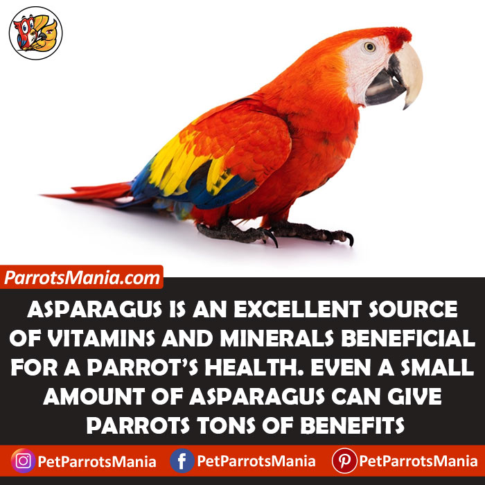 Asparagus Healthy For Parrots