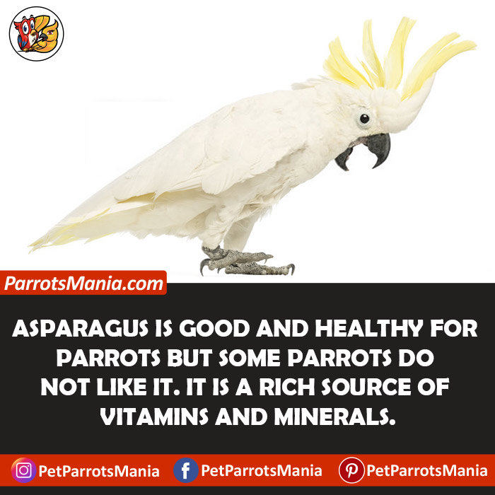 Can Parrots Eat Asparagus