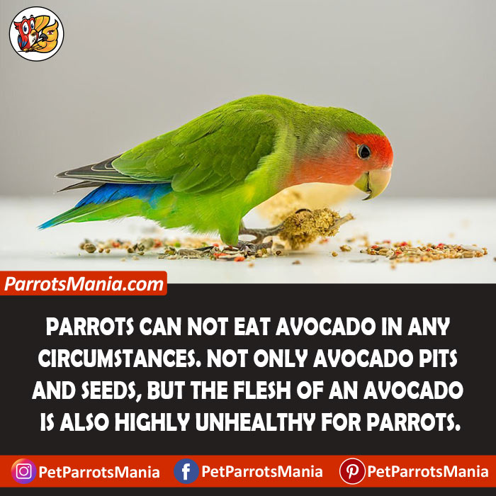 Can Parrots Eat Avocado