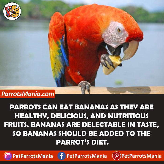 Can Parrots Eat Bananas