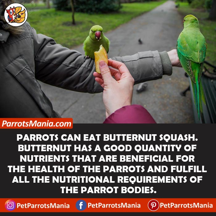 Can Parrots Eat Butternut Squash