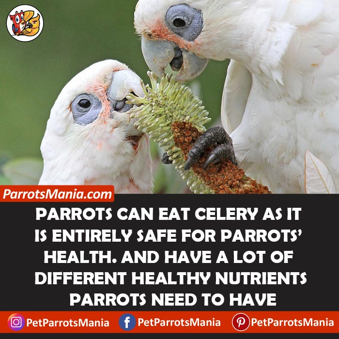 Can Parrots Eat Celery