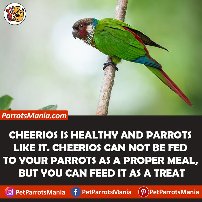 Can Parrots Eat Cheerios