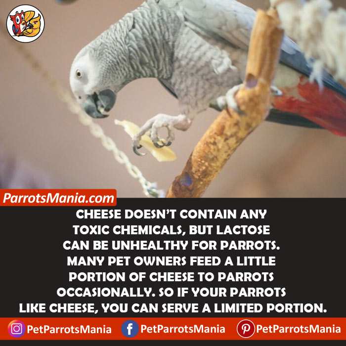 Can Parrots Eat Cheese