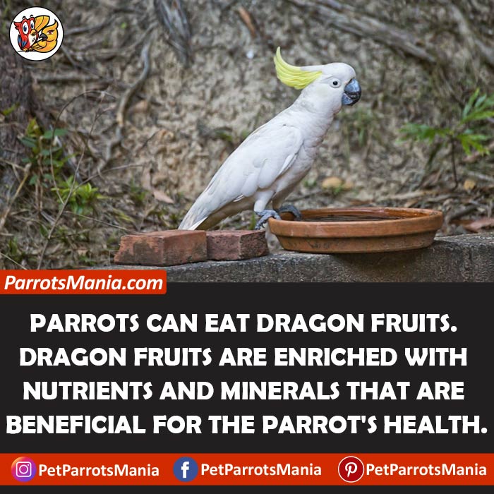 Can Parrots Eat Dragon Fruits