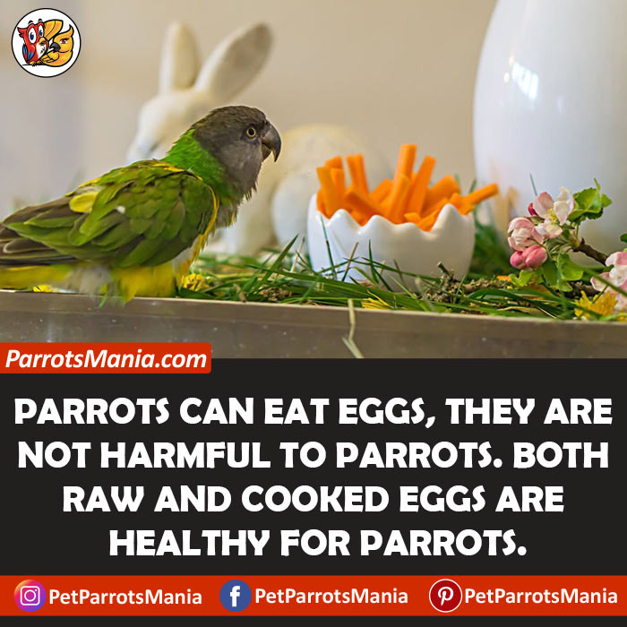 Can Parrots Eat Eggs