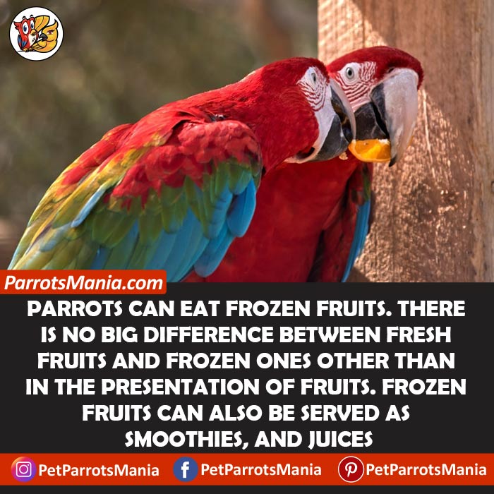 Can Parrots Eat Frozen Fruits