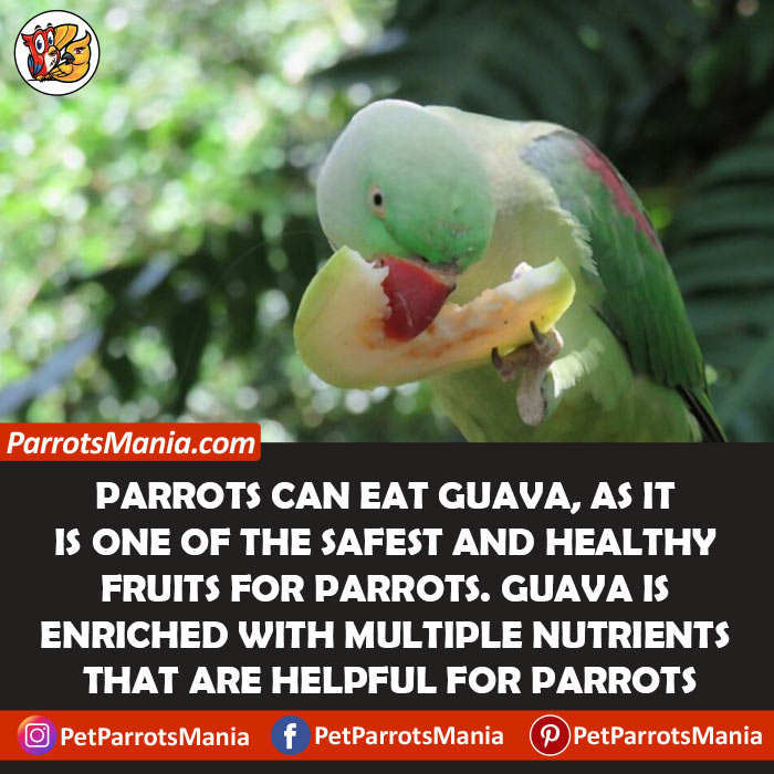 Can Parrots Eat Guava