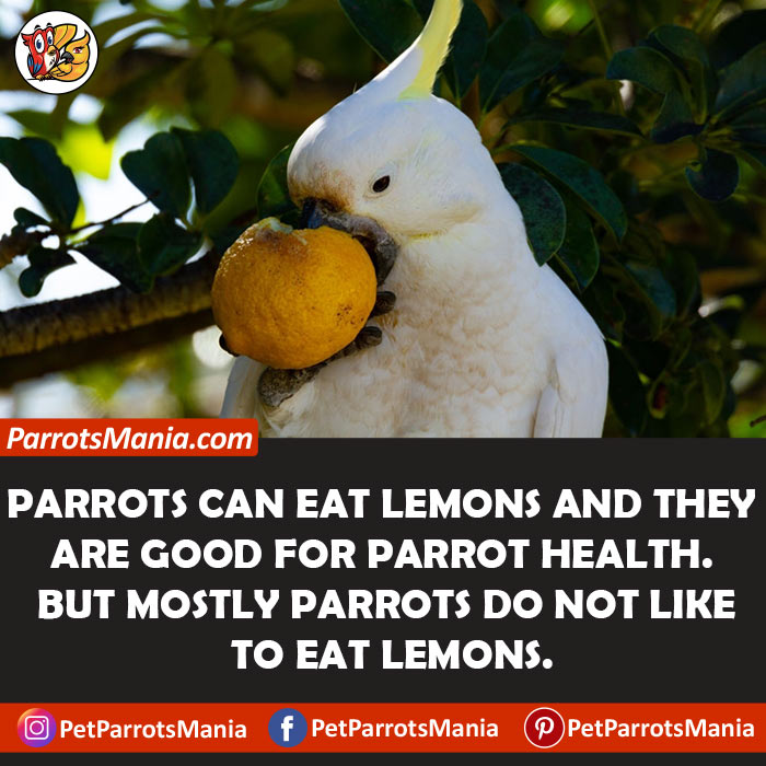 Can Parrots Eat Lemons