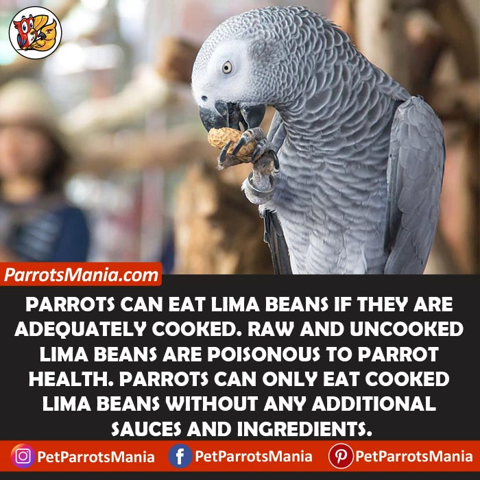 Can Parrots Eat Lima Beans