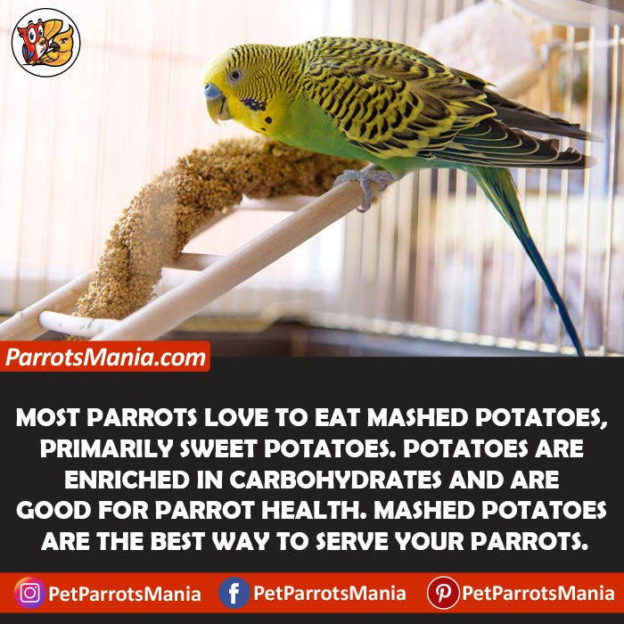 Can Parrots Eat Mashed Potatoes