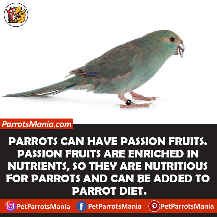 Can Parrots Eat Passion Fruits