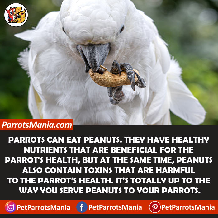 Can Parrots Eat Peanuts