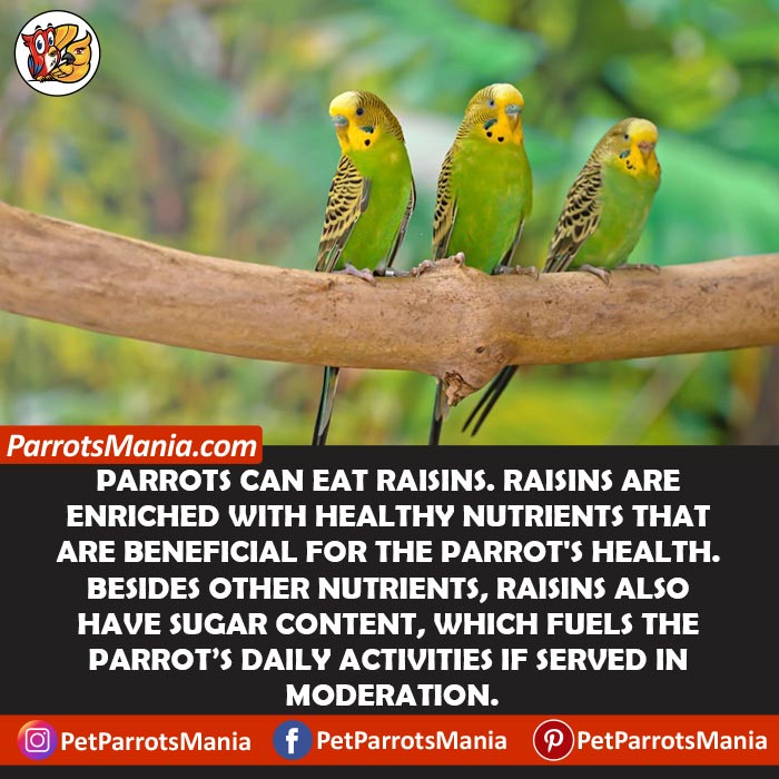 Can Parrots Eat Raisins