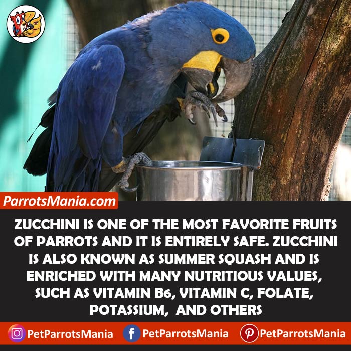 Can Parrots Eat Raw Zucchini