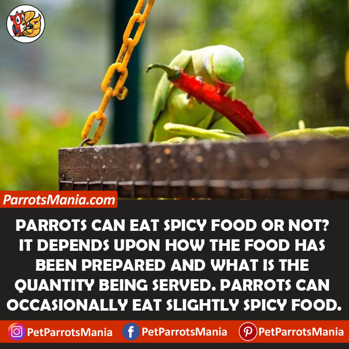 Can Parrots Eat Spicy Food