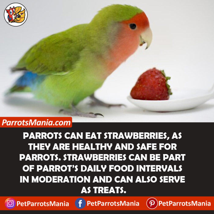 Can Parrots Eat Strawberries