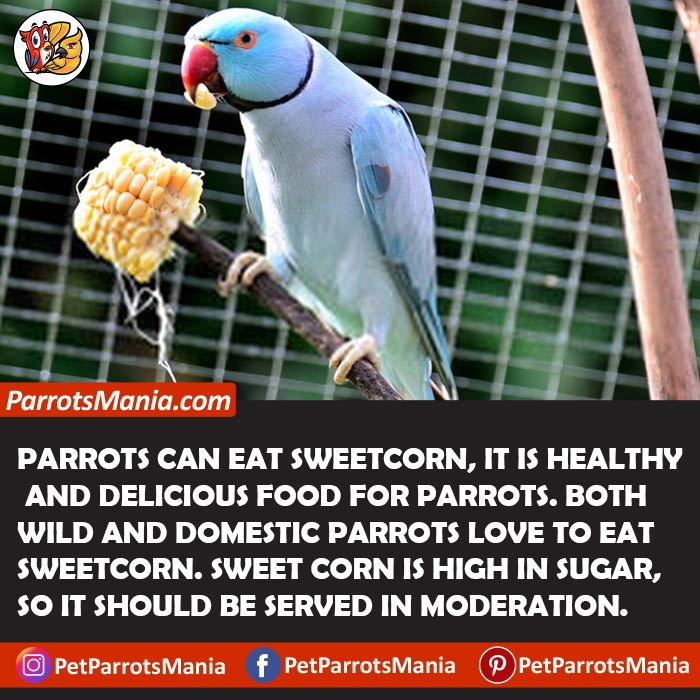 Sweet corn is also edible to parrots, as, besides sugar content, they also have other nutrients that are highly beneficial for the parrot's health.