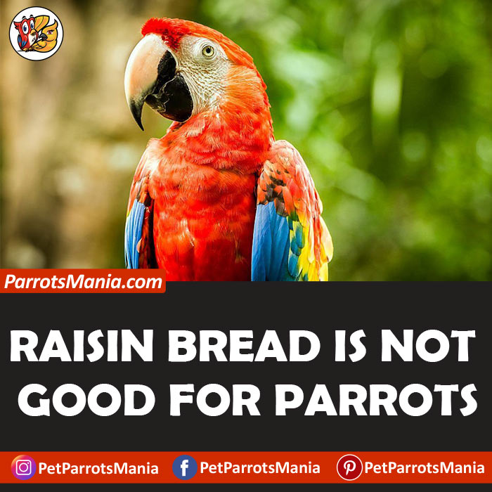 Can We Feed Raisin Bread To Parrots