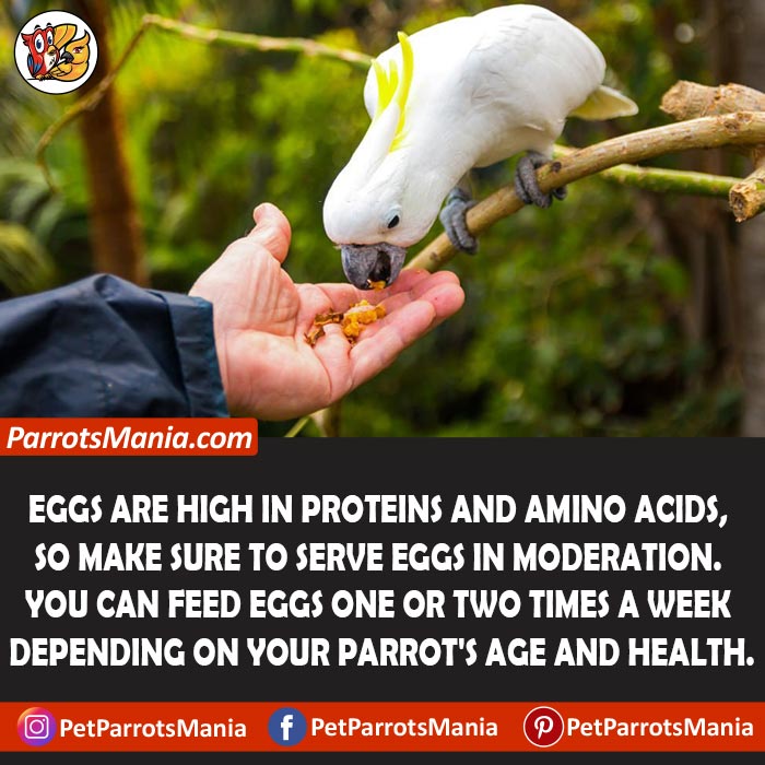 Can You Feed Eggs To Your Parrots