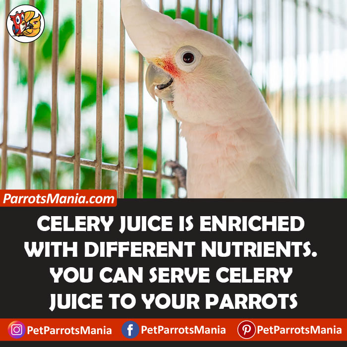 Celery Juice for parrots