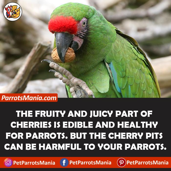 Cherry Pits Harmful To Your Parrots