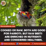 Can Parrots Eat Beets? Is It Nutritious For Them?