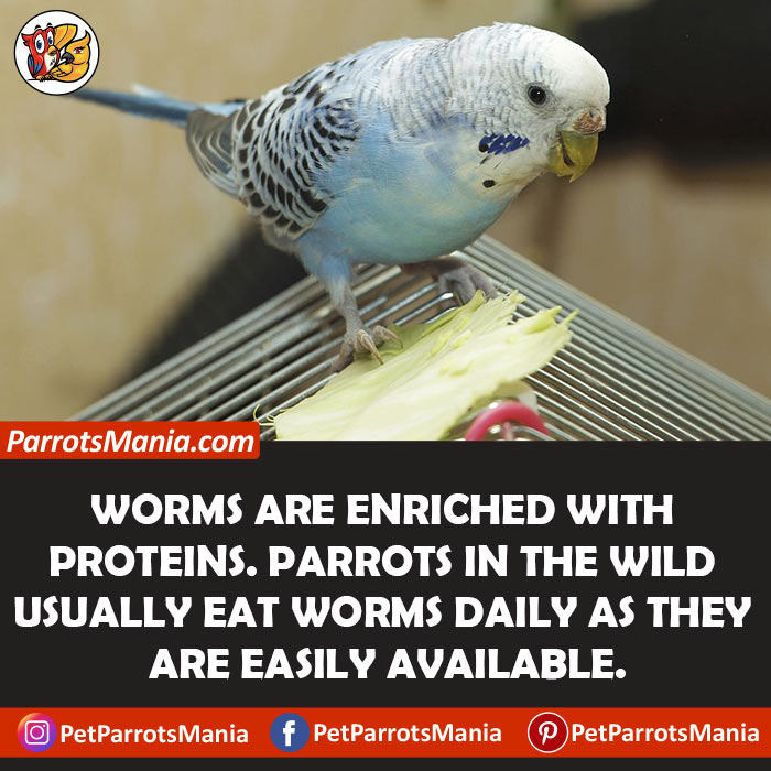 Do Parrots Eat Worms