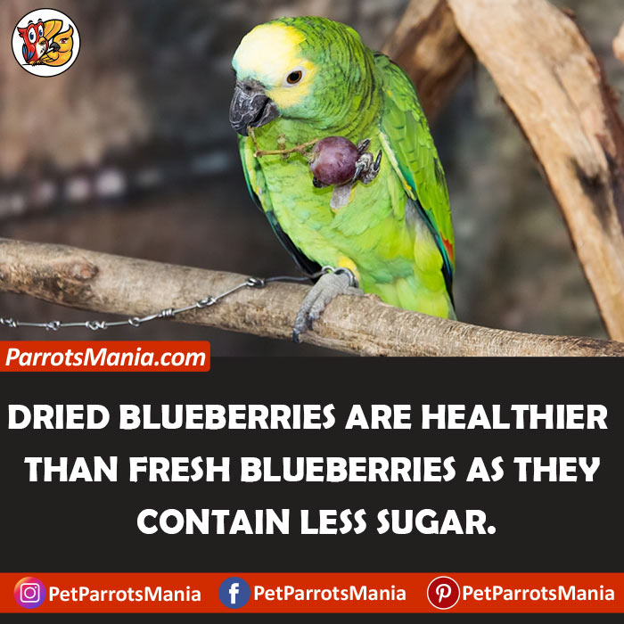 Dried Blueberries for parrots