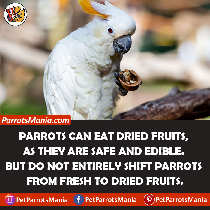 Dried Fruits Are Good for Parrots