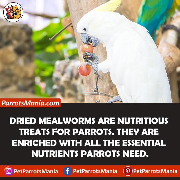 Dried Mealworms Better For Your Parrots