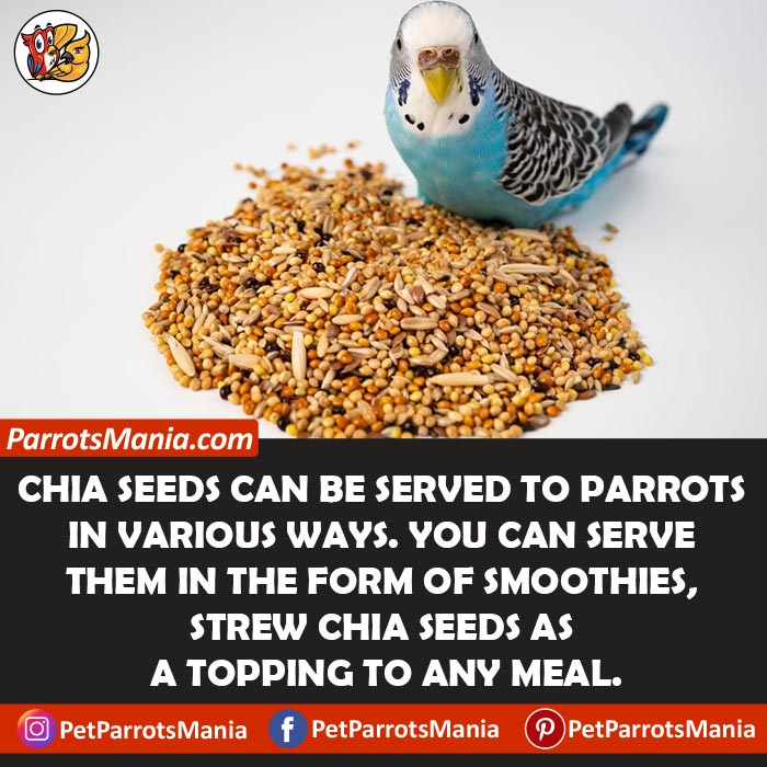 Feed Chia Seeds To Your Parrots