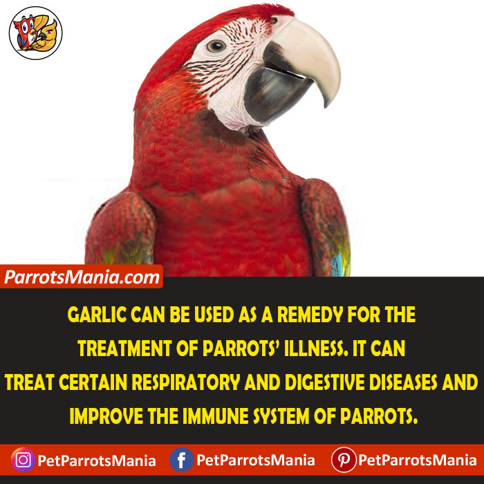 Feed Garlic to Parrots as a Medicine