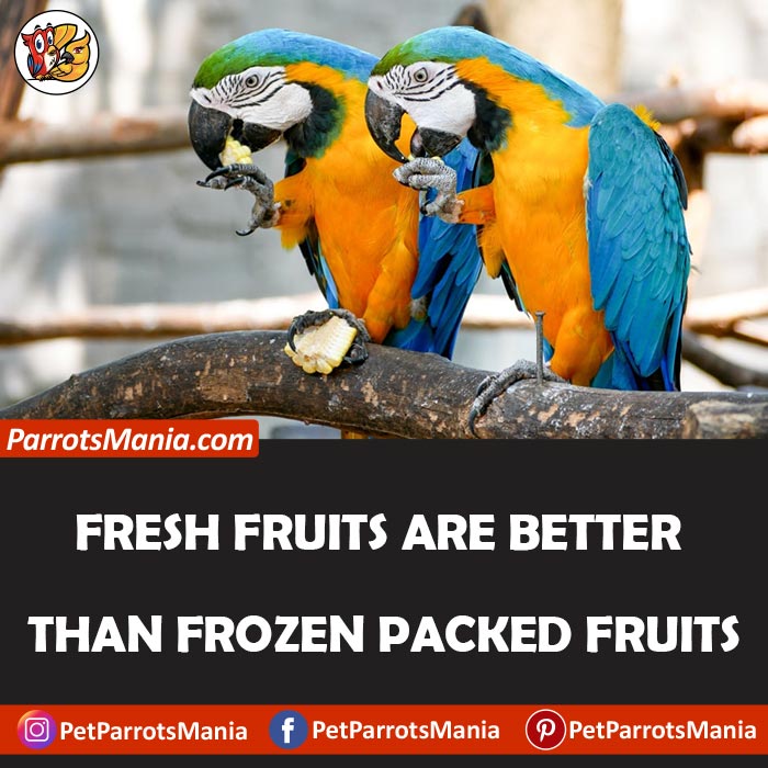 Fresh Or Frozen Fruits for parrots