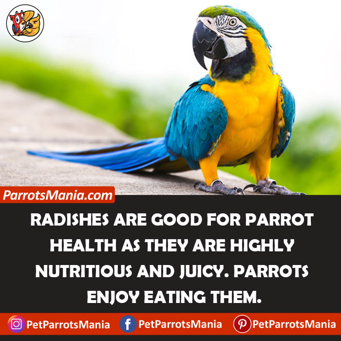 Health Benefits Of Radishes for parrots