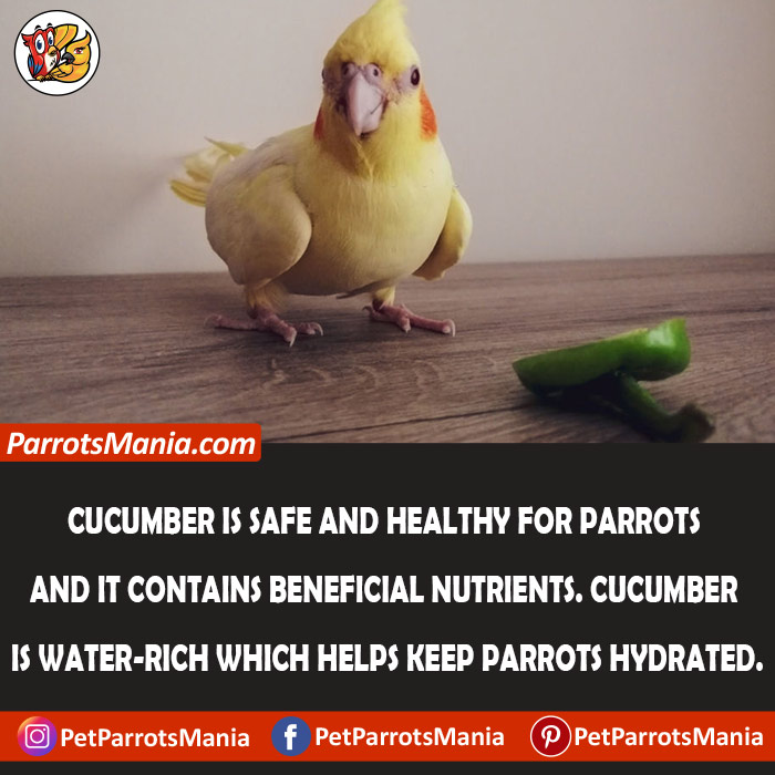 Health and Nutritional Breakdown of Cucumber For Parrots